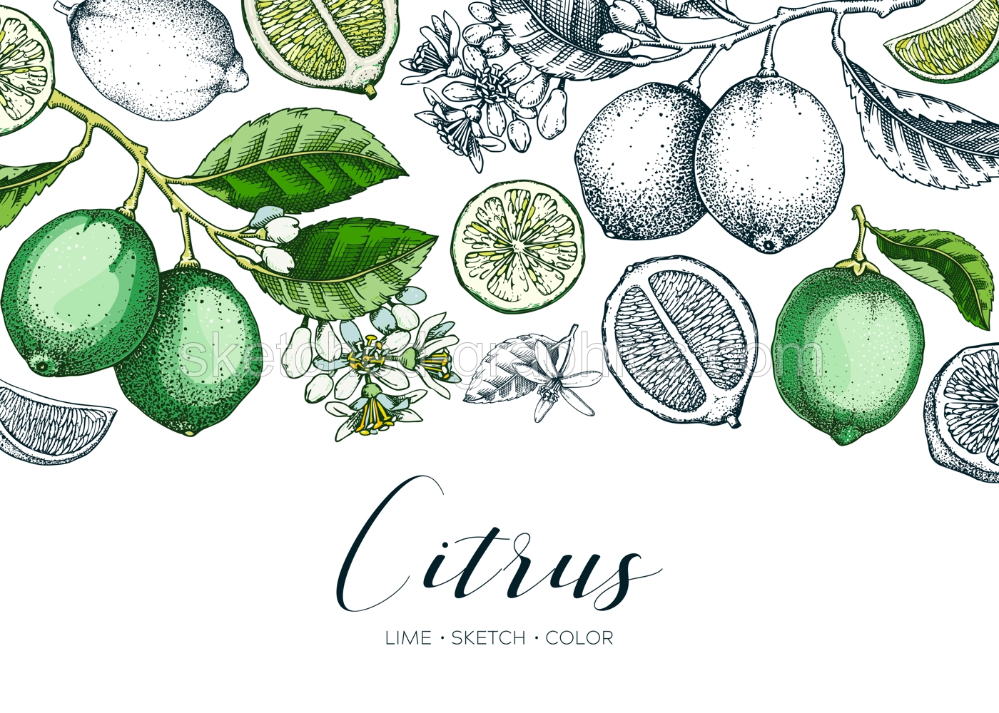 Lime fruit banner. Exotic plants design template. Citrus fruit sketches. Mixed media summer background. Hand drawn vector illustration. NOT AI generated Illustration
